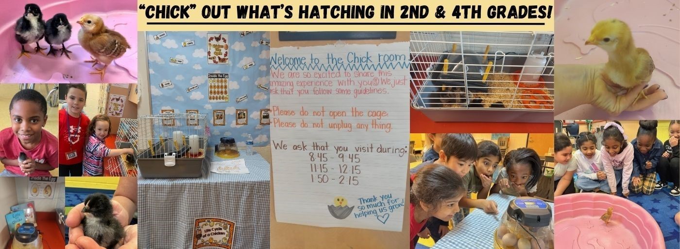 2nd and 4th Grades Hatching Chicks